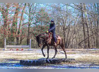 Paint Horse, Gelding, 3 years, 15.1 hh, Bay