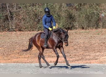 Paint Horse, Gelding, 3 years, 15.1 hh, Bay
