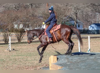 Paint Horse, Gelding, 3 years, 15.1 hh, Bay