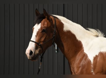 Paint Horse, Gelding, 3 years, 15.1 hh, Tobiano-all-colors