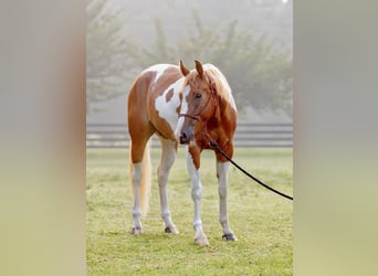 Paint Horse, Gelding, 3 years, 15 hh, Palomino