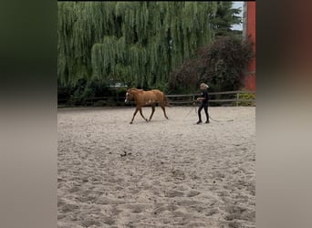 Paint Horse, Gelding, 3 years, 15 hh, Red Dun