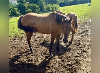 Paint Horse, Gelding, 3 years, 15 hh, Red Dun