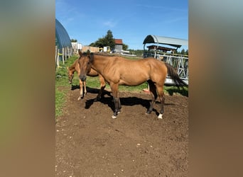 Paint Horse, Gelding, 3 years, 15 hh, Red Dun