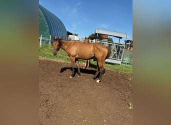 Paint Horse, Gelding, 3 years, 15 hh, Red Dun