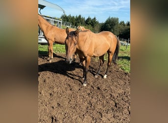 Paint Horse, Gelding, 3 years, 15 hh, Red Dun