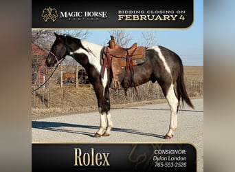 Paint Horse Mix, Gelding, 3 years, 15 hh, Roan-Blue