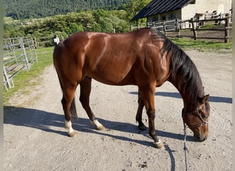 Paint Horse, Gelding, 3 years, 15,1 hh, Brown