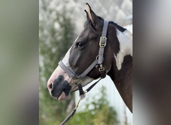 Paint Horse, Gelding, 3 years, 15,1 hh, Grullo
