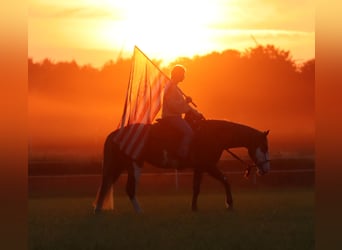 Paint Horse Mix, Gelding, 3 years, 15,1 hh, Overo-all-colors