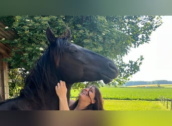 Paint Horse, Gelding, 3 years, 15,2 hh, Black