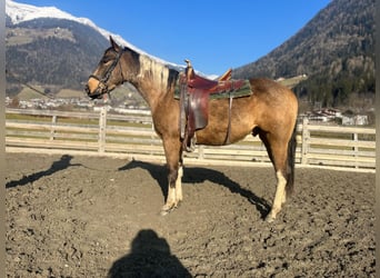 Paint Horse, Gelding, 3 years, Buckskin