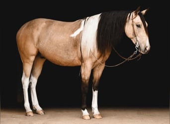 Paint Horse, Gelding, 3 years, Buckskin