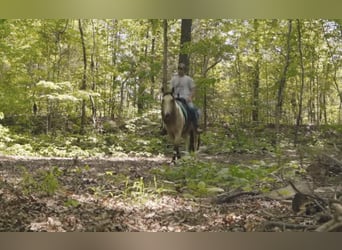 Paint Horse, Gelding, 3 years, Buckskin