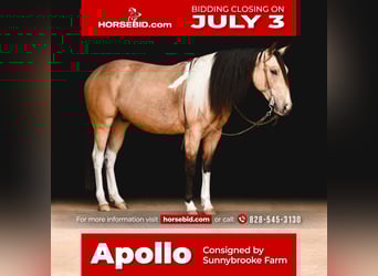 Paint Horse, Gelding, 3 years, Buckskin