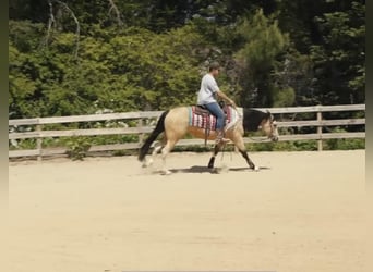 Paint Horse, Gelding, 3 years, Buckskin