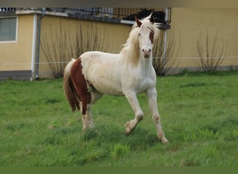 Paint Horse Mix, Gelding, 3 years, Tovero-all-colors