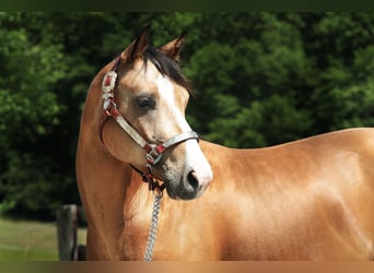 Paint Horse, Wallach, 4 Jahre, 14,1 hh, Buckskin