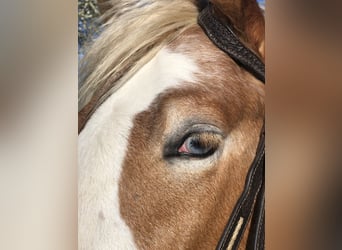 Paint Horse, Gelding, 4 years, 14,1 hh, Cremello