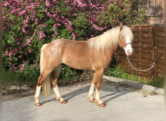 Paint Horse, Gelding, 4 years, 14.1 hh, Cremello