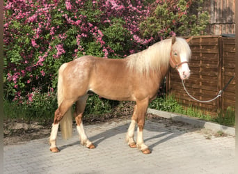 Paint Horse, Gelding, 4 years, 14,1 hh, Cremello