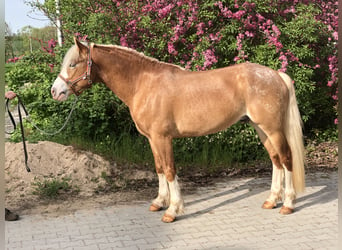 Paint Horse, Gelding, 4 years, 14,1 hh, Cremello