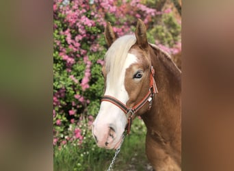 Paint Horse, Gelding, 4 years, 14,1 hh, Cremello