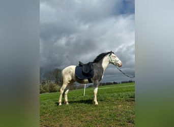 Paint Horse Mix, Gelding, 4 years, 14.1 hh, Tobiano-all-colors