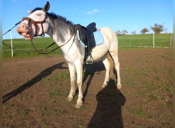 Paint Horse Mix, Gelding, 4 years, 14.1 hh, Tobiano-all-colors