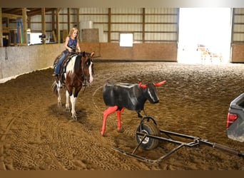 Paint Horse, Gelding, 4 years, 14.2 hh, Pinto
