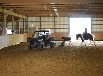 Paint Horse, Gelding, 4 years, 14.2 hh, Pinto