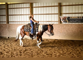 Paint Horse, Gelding, 4 years, 14.2 hh, Pinto