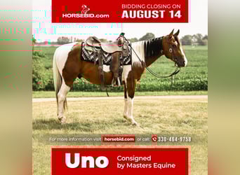 Paint Horse, Gelding, 4 years, 14.2 hh, Pinto