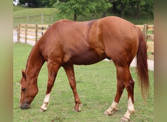 Paint Horse, Gelding, 4 years, 14.2 hh, Sorrel