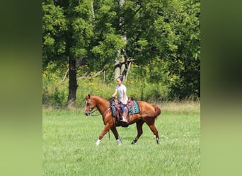 Paint Horse, Gelding, 4 years, 14.2 hh, Sorrel