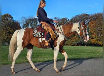 Paint Horse, Wallach, 4 Jahre, 14,3 hh, Schecke