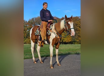 Paint Horse, Wallach, 4 Jahre, 14,3 hh, Schecke