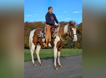 Paint Horse, Wallach, 4 Jahre, 14,3 hh, Schecke