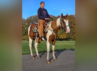 Paint Horse, Wallach, 4 Jahre, 14,3 hh, Schecke