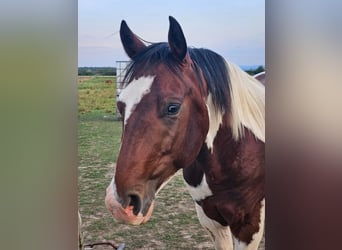 Paint Horse, Gelding, 4 years, 14.3 hh, Pinto