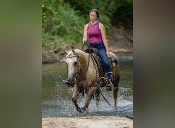 Paint Horse, Gelding, 4 years, 14 hh, Palomino