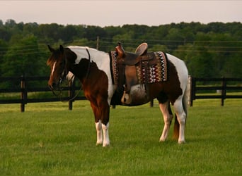 Paint Horse, Gelding, 4 years, 14 hh, Tobiano-all-colors