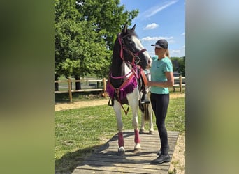 Paint Horse Mix, Gelding, 4 years, 14,2 hh, Pinto