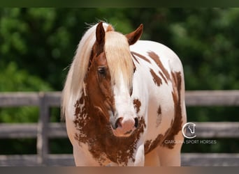 Paint Horse Mix, Gelding, 4 years, 14,2 hh
