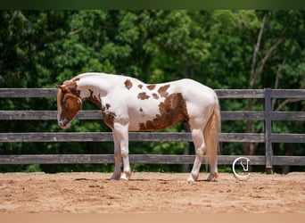 Paint Horse Mix, Gelding, 4 years, 14,2 hh