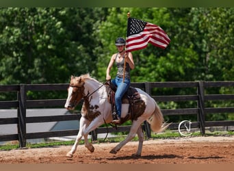 Paint Horse Mix, Gelding, 4 years, 14,2 hh
