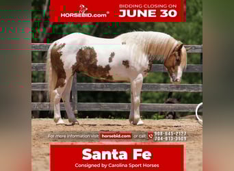 Paint Horse Mix, Gelding, 4 years, 14,2 hh