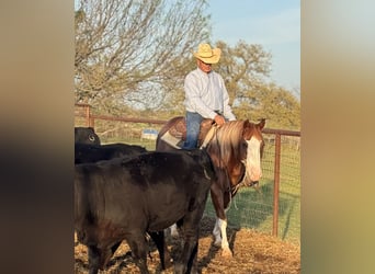 Paint Horse, Gelding, 4 years, 14,3 hh, Sorrel