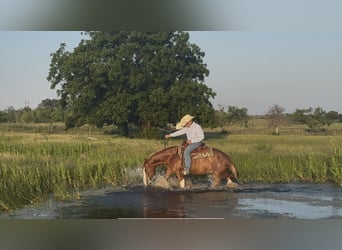Paint Horse, Gelding, 4 years, 14,3 hh, Sorrel