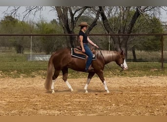 Paint Horse, Gelding, 4 years, 14,3 hh, Sorrel